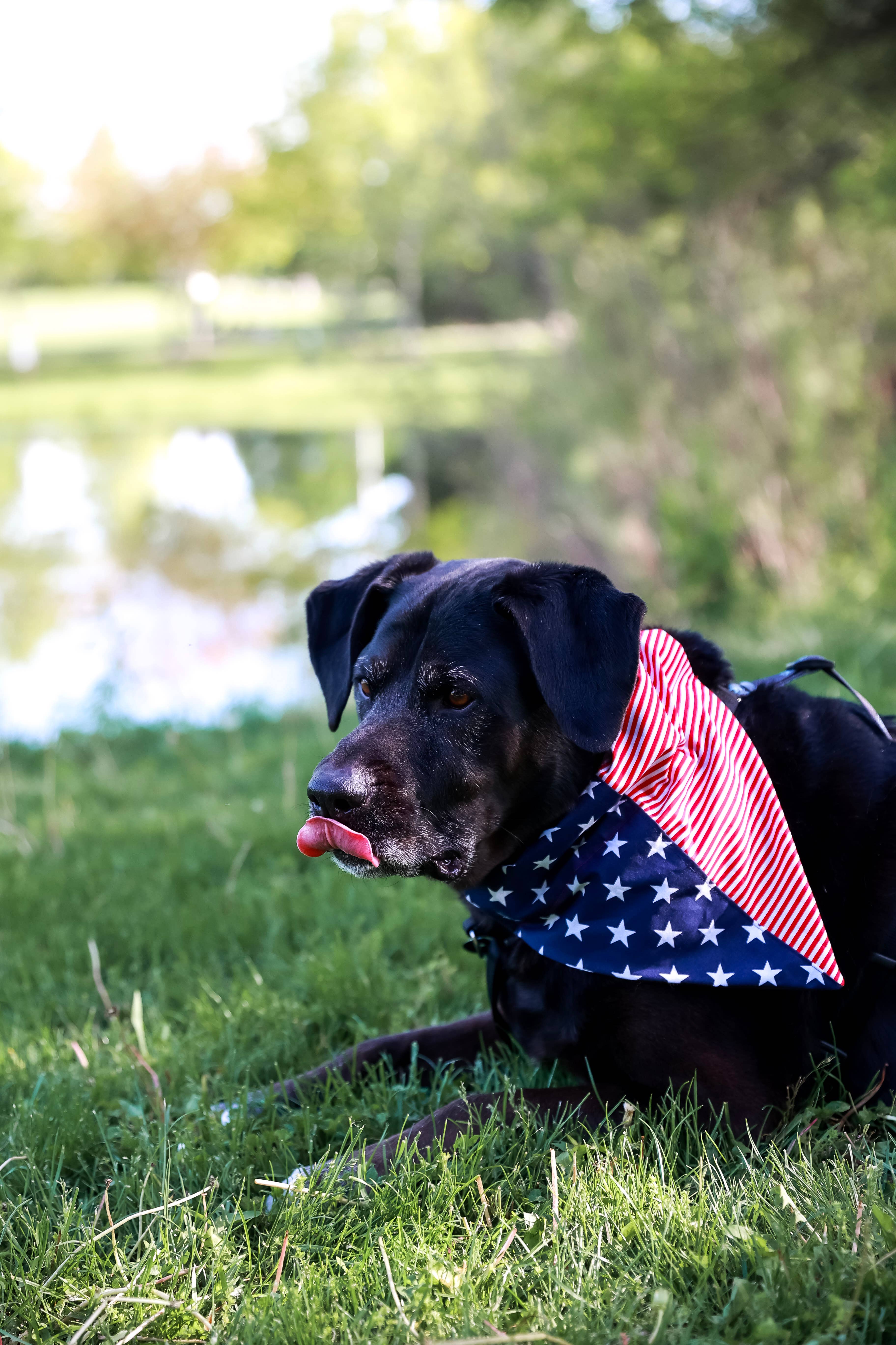 Top Rocks Doggie Wear – wholesale Pet bandana – Dog – American Flag Over The Collar Dog Bandana6