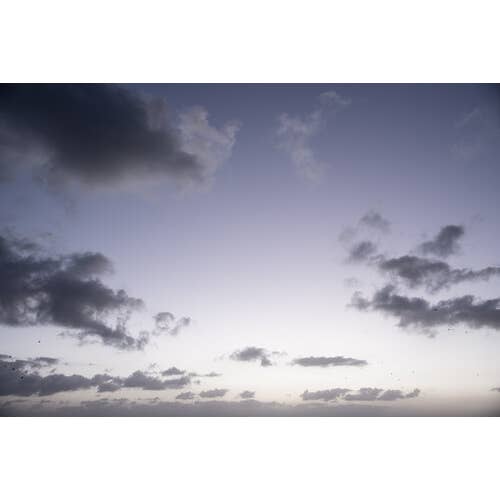 Violets Are Blue - Photographic Print for wholesale by Curate