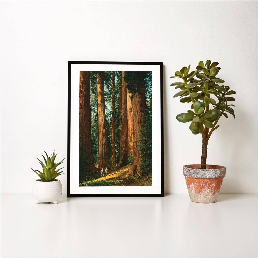 Found Image Press - Wholesale Art Print - Art Print CA-961 Sequoia Trees1