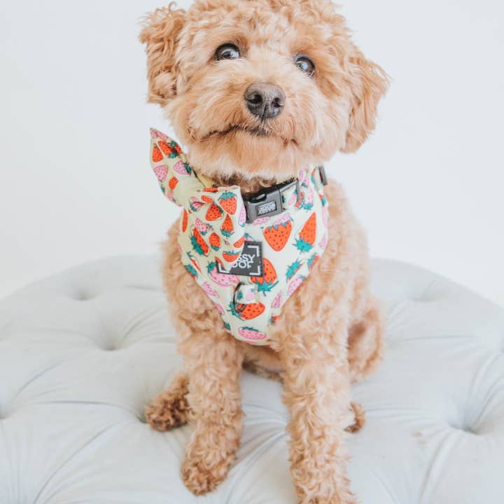 SASSY WOOF - Wholesale Pet Harness - Dog - Dog Adjustable Harness - Strawberry Fields Furever (Spring)