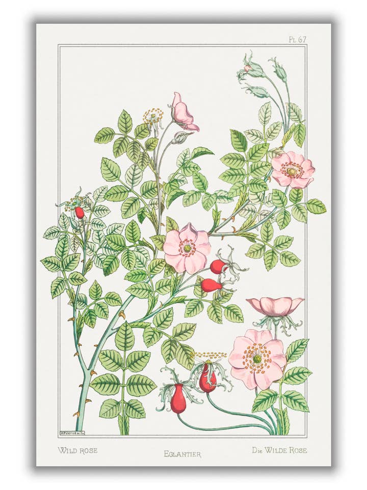 Eglantier (wild rose) by Maurice Pillard Verneuil for wholesale by Stanley Print House