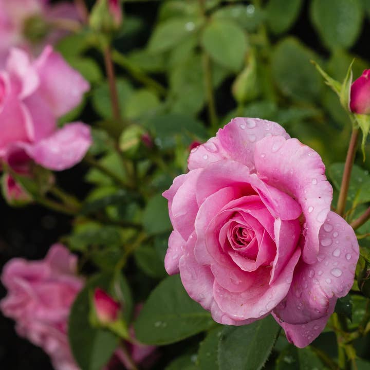 Cônes d'encens Rose Garden pour la vente par Beaches of Tunisia, LLC