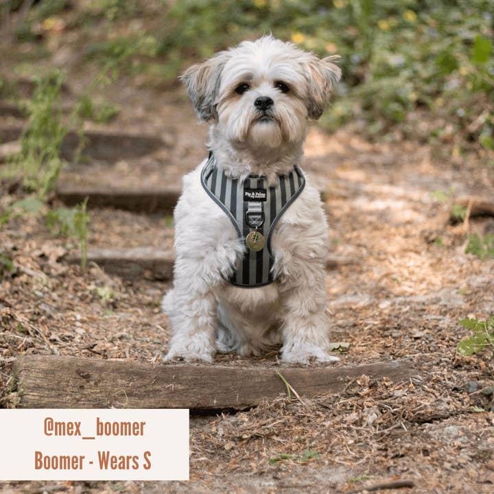 Pip and Palms - Wholesale Pet Harness - Dog - Dog Harness Stripy Stripes5