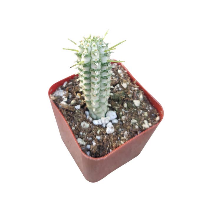 Best Plant Friend - Wholesale Succulent - Variegated Corn Cob Cactus - Rare Live Succulents 2/4 inch