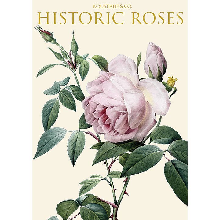 Koustrupco - Wholesale Stationery/Notecard Set - Cardfolder Historic Roses 8 cards w/8 envelopes6
