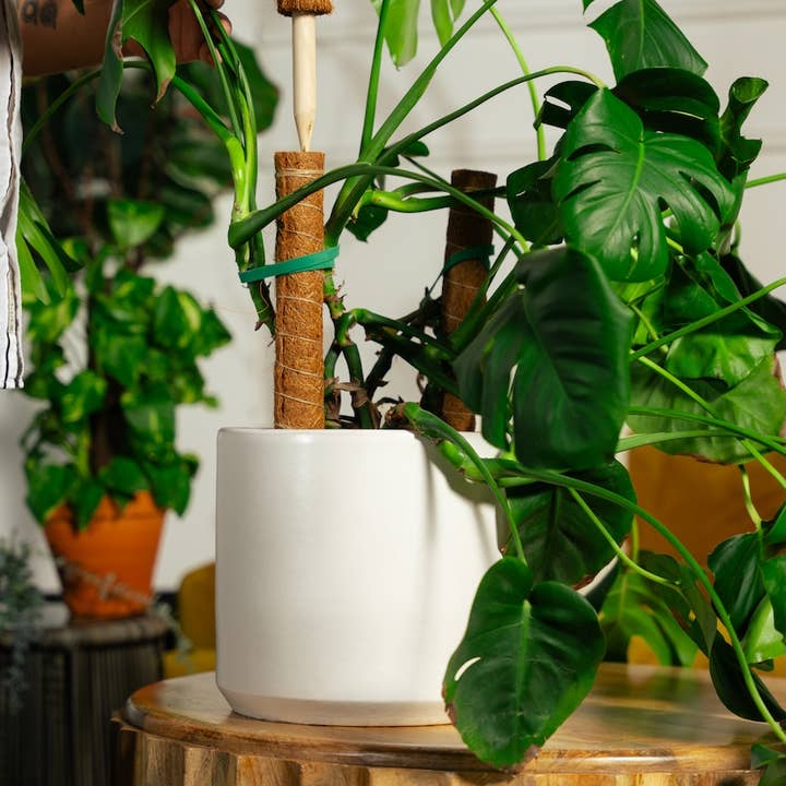 Classy Casita – wholesale Garden tool – Coco Coir Poles