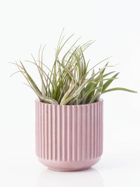 3 „x 3" Ridge Betontopf für den Großhandel von Casa Ilda