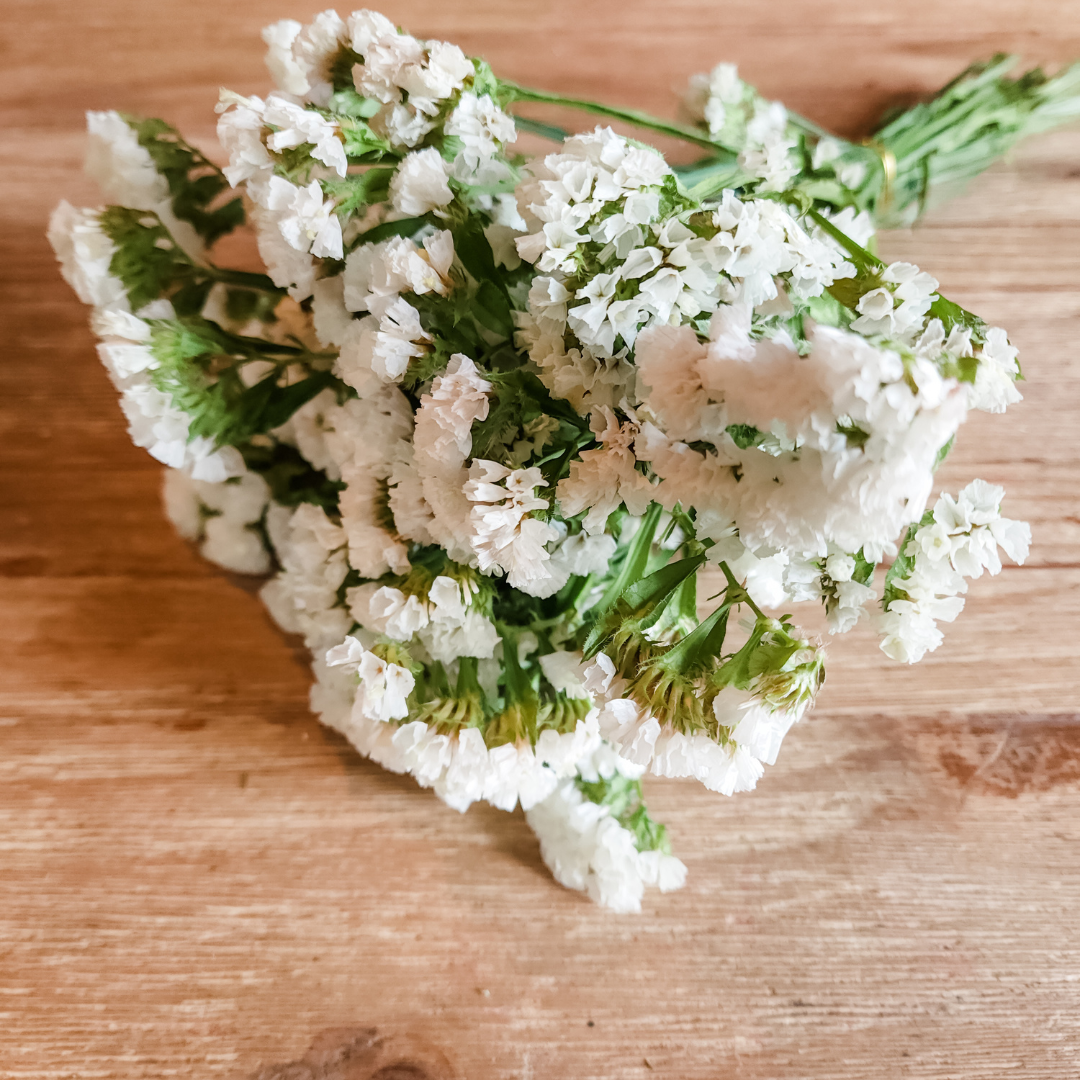 Plantita & Co. – wholesale Dried/pressed flowers – Statice Flower White Dried4