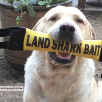 Land Shark Bait Feuerwehrschlauch Trainingsschlepper für den Großhandel von Bulletproof Pet Products