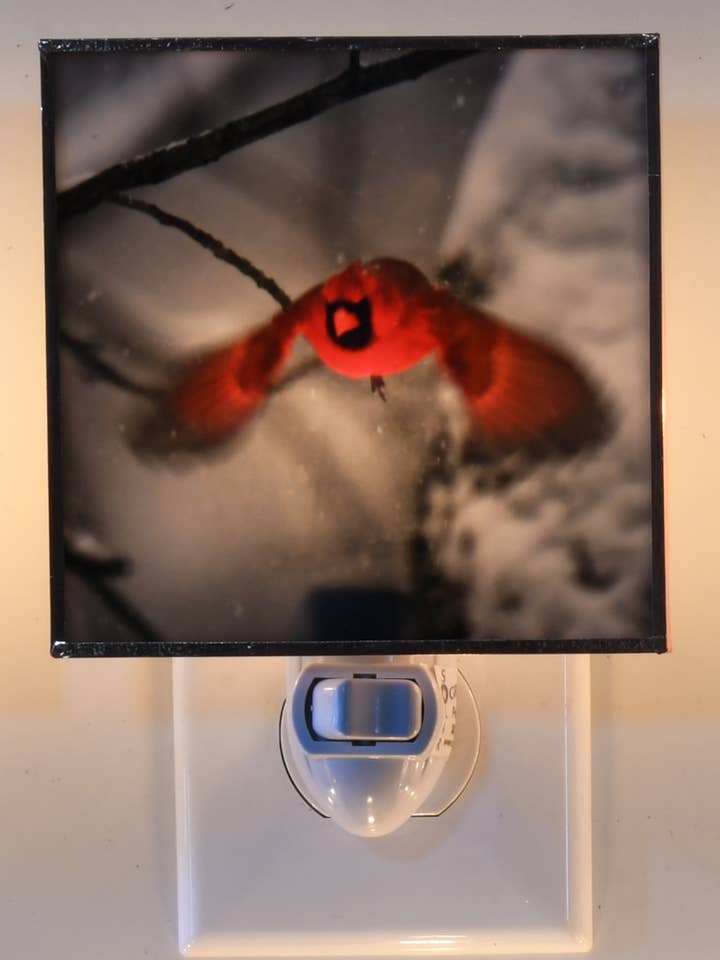 Cardinal Flight for wholesale by Solarography