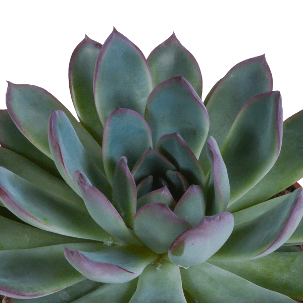 Oasis of Life - Wholesale Vetplant - Steenroos Echeveria Mix – 3 Planten Ø10,5cm – Kleurrijke Vetplanten-Kamerplanten – Onderhoudsvriendelijk & decoratief – Direct van de kweker3