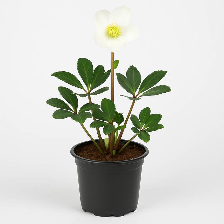 Oasis of Life - Wholesale Live Plant - Helleborus niger (Christmas Rose, Snow Rose) – White flowering – 2 plants – Hardy perennial & bee pasture – For beds, containers & shaded areas – Bloom October–March