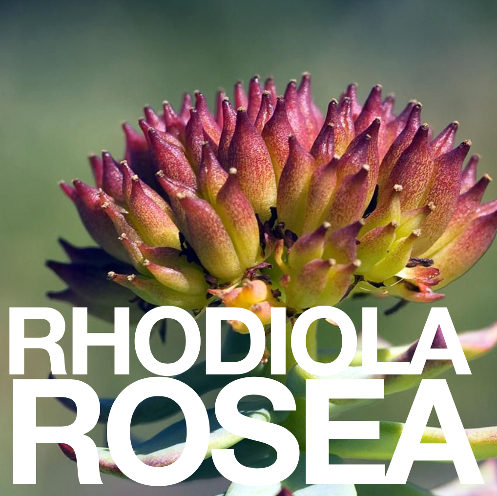 Eat Gold Organics - Wholesale Chocolate Bar - The Untamed a 24k Gold, Functional, Delicious Chocolate Bar7