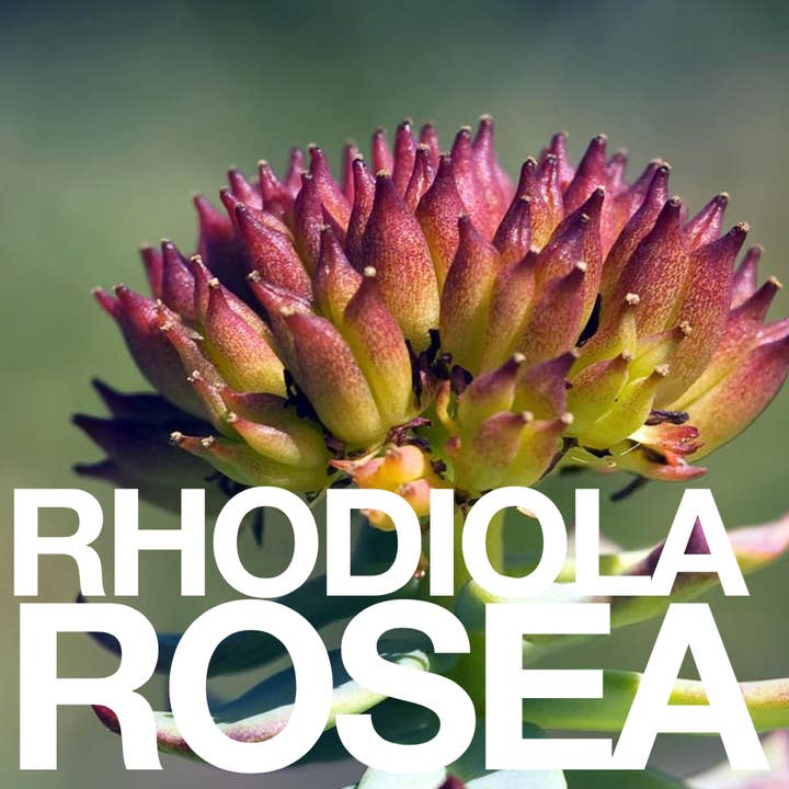 Eat Gold Organics - Wholesale Chocolate Bar - The Untamed a 24k Gold, Functional, Delicious Chocolate Bar7