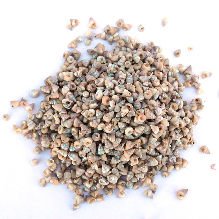 California Seashell Company - Wholesale Craft Supplies - Mini Pearl Trochus Craft Shells - 1 LB - Thaliota Conica