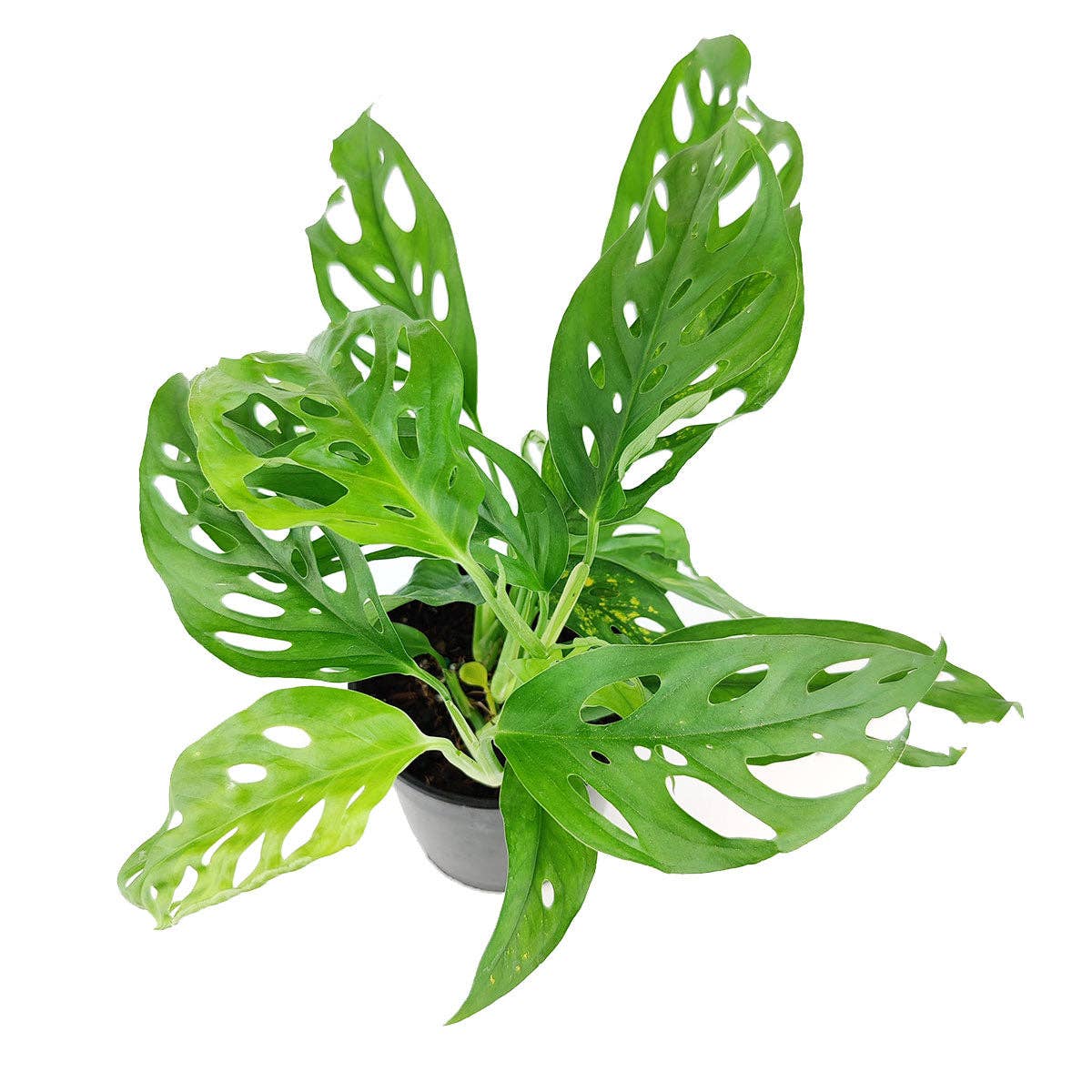 Best Plant Friend - Wholesale Live Plant - Monstera Adansonii 'Swiss Cheese' - Live Plant - 4/6 inch1