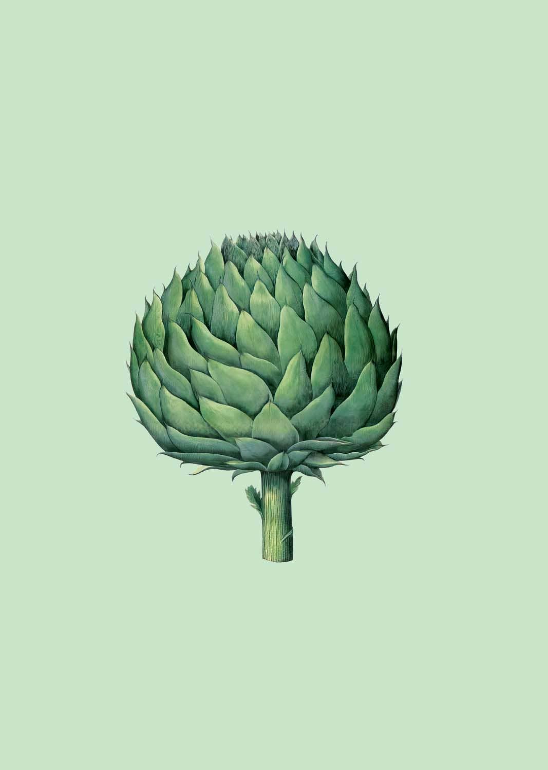 30x40 - Wholesale Art Print - Artichoke A3 Print 0
