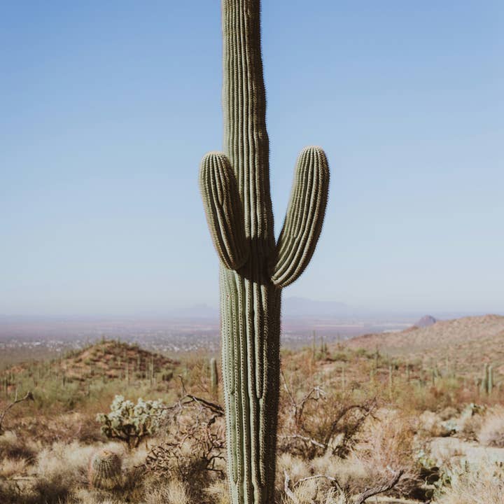 The Jonsteen Company - Wholesale Plant Seeds - Saguaro Cactus | Seed Grow Kit20