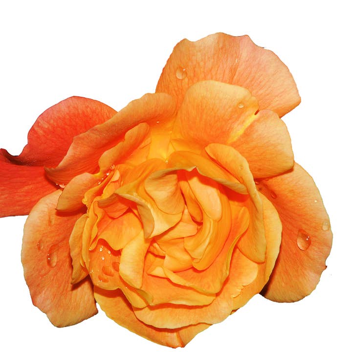 Fragrance Oil -Amber Rose for wholesale by Arômes & Évasions