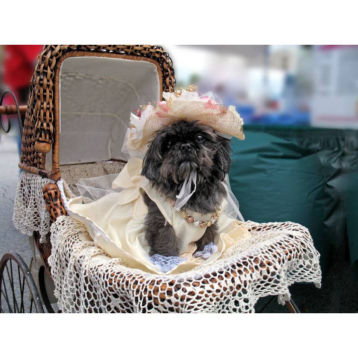 Südstaatenschönheit für den Großhandel von Retrospect Greeting Cards