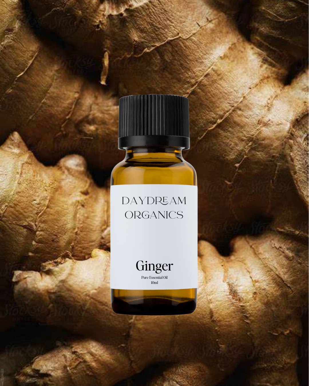 Daydream Organics | Prairie Doctor Brand - Wholesale Essential Oil - Ginger Essential Oil