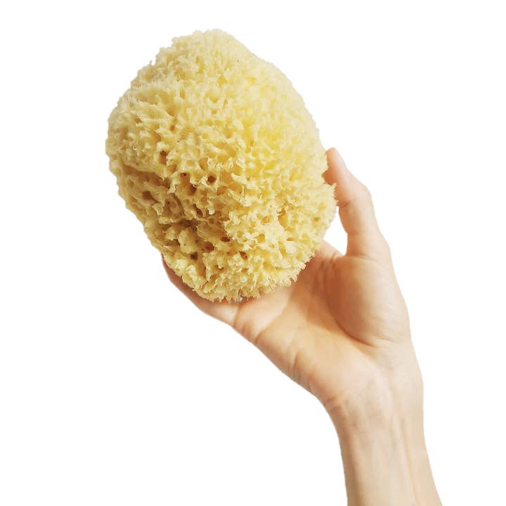 Spugna Naturale Arcipelago Sbiancata CORPO XL - 12/14 gr per la vendita all'ingrosso da parte di Cose Della Natura