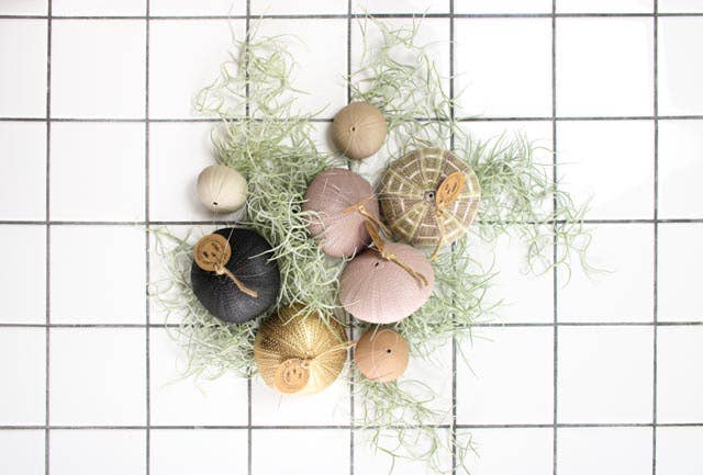 Juffrouw Pannenkoek deco /JP deco - Vente Plante - Plante aérienne suspendue dans coquille d'oursin verte claire - grande taille1