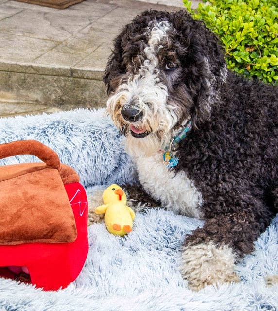 Glow Pups – wholesale Pet bed – Dog – Calming Faux Fur Dog Bed with Memory Foam Bolster9