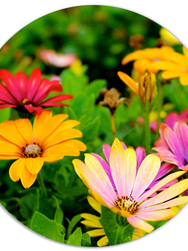 Busta fiorita Muurcirkel per la vendita all'ingrosso da parte di Label2X B.V.