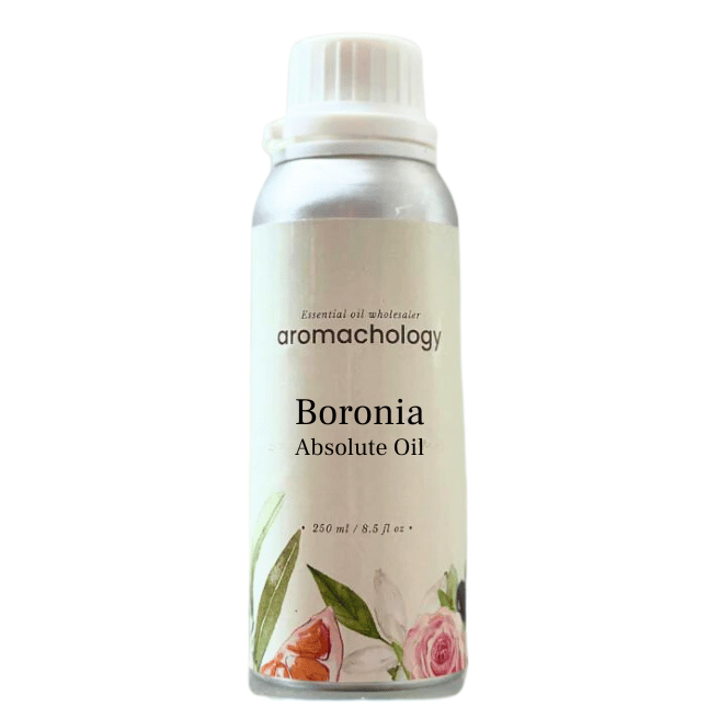 Aromachology - Venta al por mayor Aceite esencial - Absoluto de Boronia1