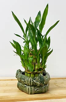 Northwest Orchids - Wholesale Live Plant - Mini 2 Layer Lucky Bamboo Tower