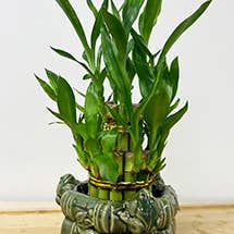 Northwest Orchids - Wholesale Live Plant - Mini 2 Layer Lucky Bamboo Tower 0