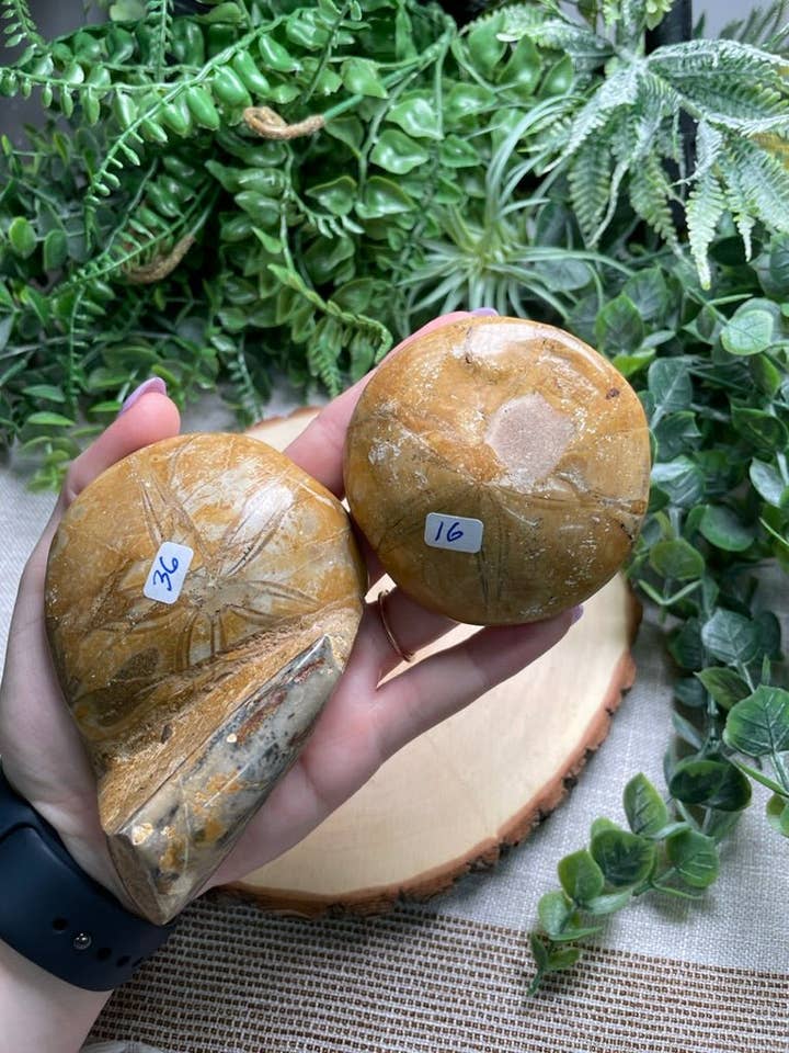 Fossilized Sand Dollar for wholesale by Copper Ashes