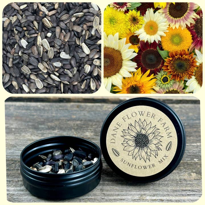 Cadeaublik met zonnebloempitten voor wholesale door Dane Flower Farm