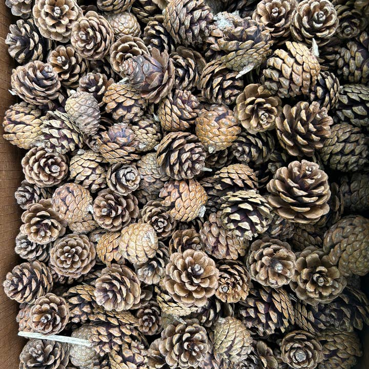 Pine Cones, 30 Pounds of UNSORTED Red Pine Cones for wholesale by Bringoutdoorsindoors
