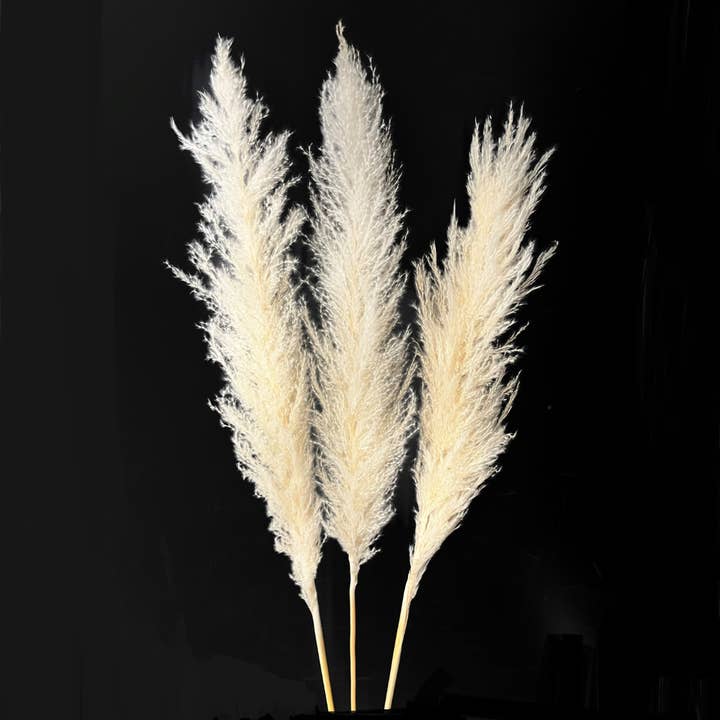 Botanico Ltd. - Wholesale Dried/pressed flowers - Pampas Grass