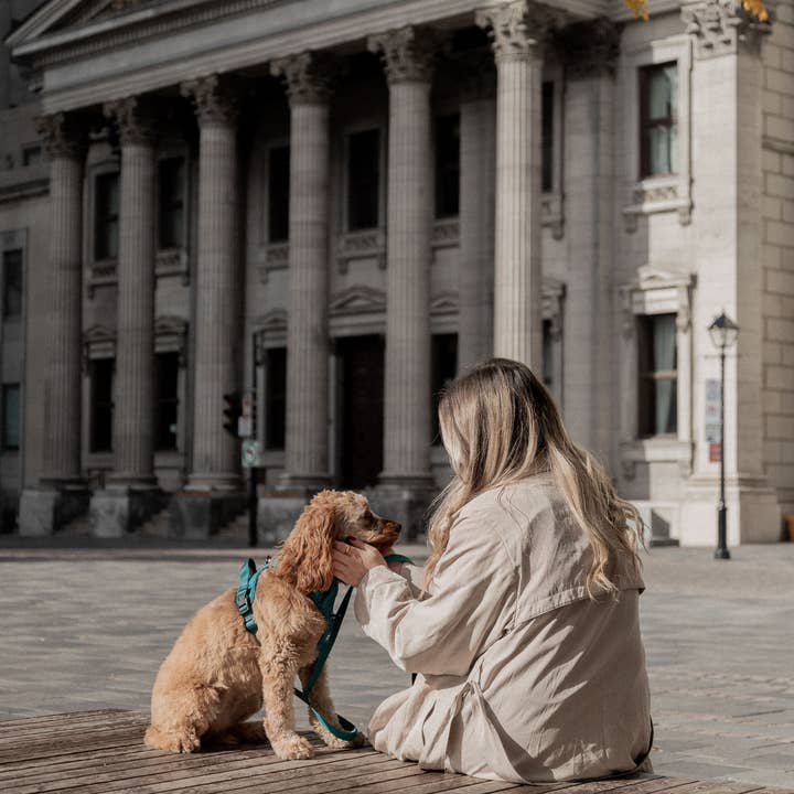 Peachy Dogs - Wholesale Pet Harness - Dog - Mojito Classic 2.0 Harness10