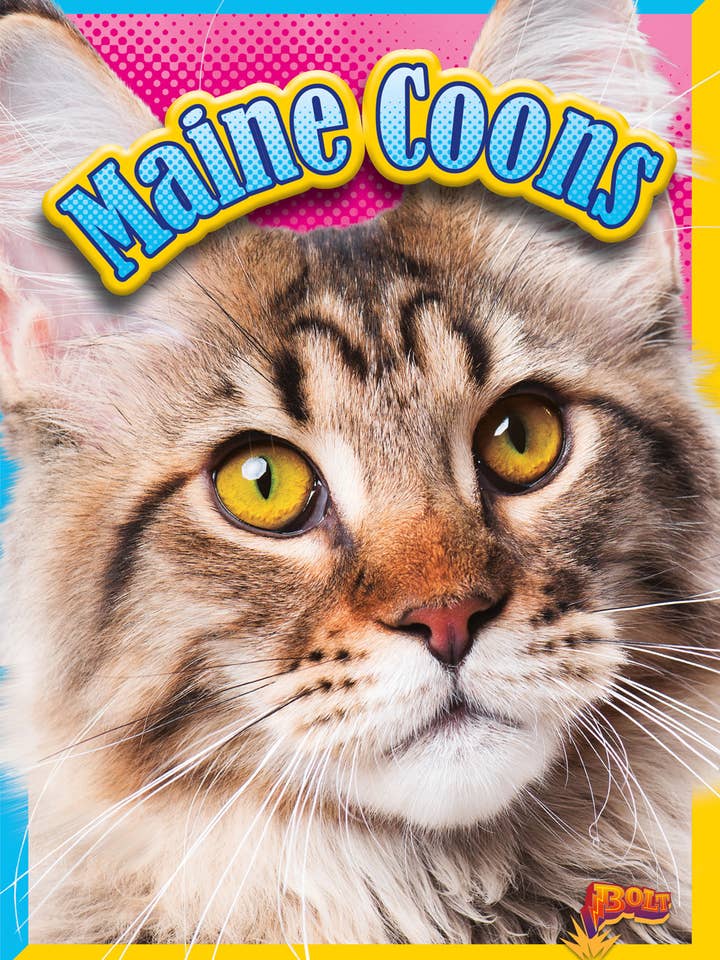 Maine Coons para venta al por mayor de Black Rabbit Books