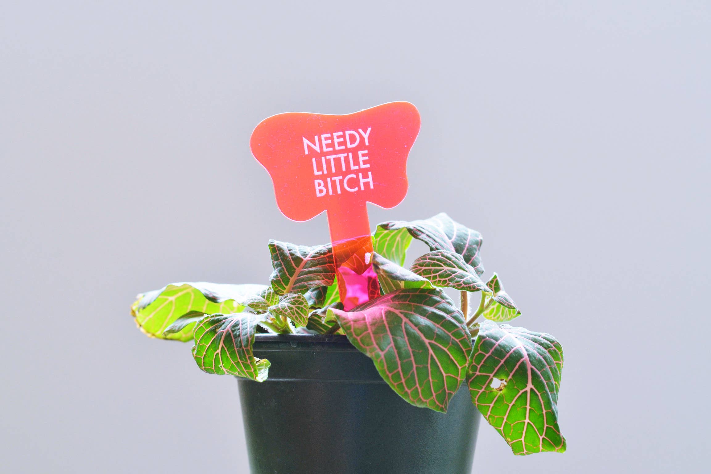 Tuff Girl Gang - Wholesale Plant Pot - NEEDY LITTLE BITCH Plant Stake0