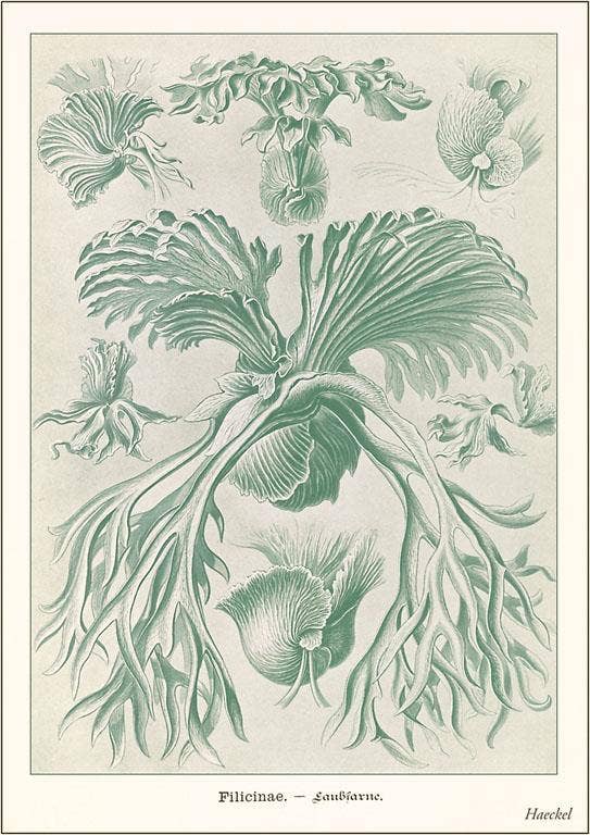 Found Image Press - Wholesale Postcard - Postcard SE-103 Filicinae0