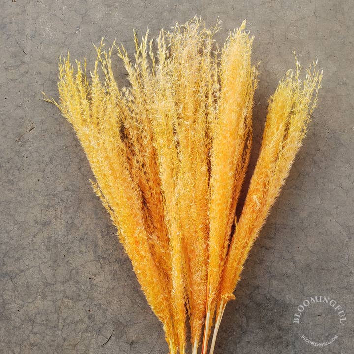 Pampas, Feathery Plume Reed Grass - Orange Tangerine (025) for wholesale by BLOOMINGFUL.COM
