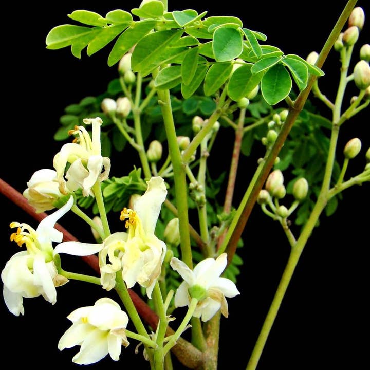 The Rike - Wholesale Plant Seeds - 250 Seeds Moringa Oleifera Seeds for Planting Drumstick Seeds Non-GMO for Sprouting, Planting, Cooking | 100% Natural & Wildcrafted | Non-GMO | for Planting Semillas De Moringa Tree & Culinary Use3