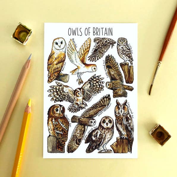 Owls of Britain Art Blank Postcard for wholesale by Alexia Claire Ltd