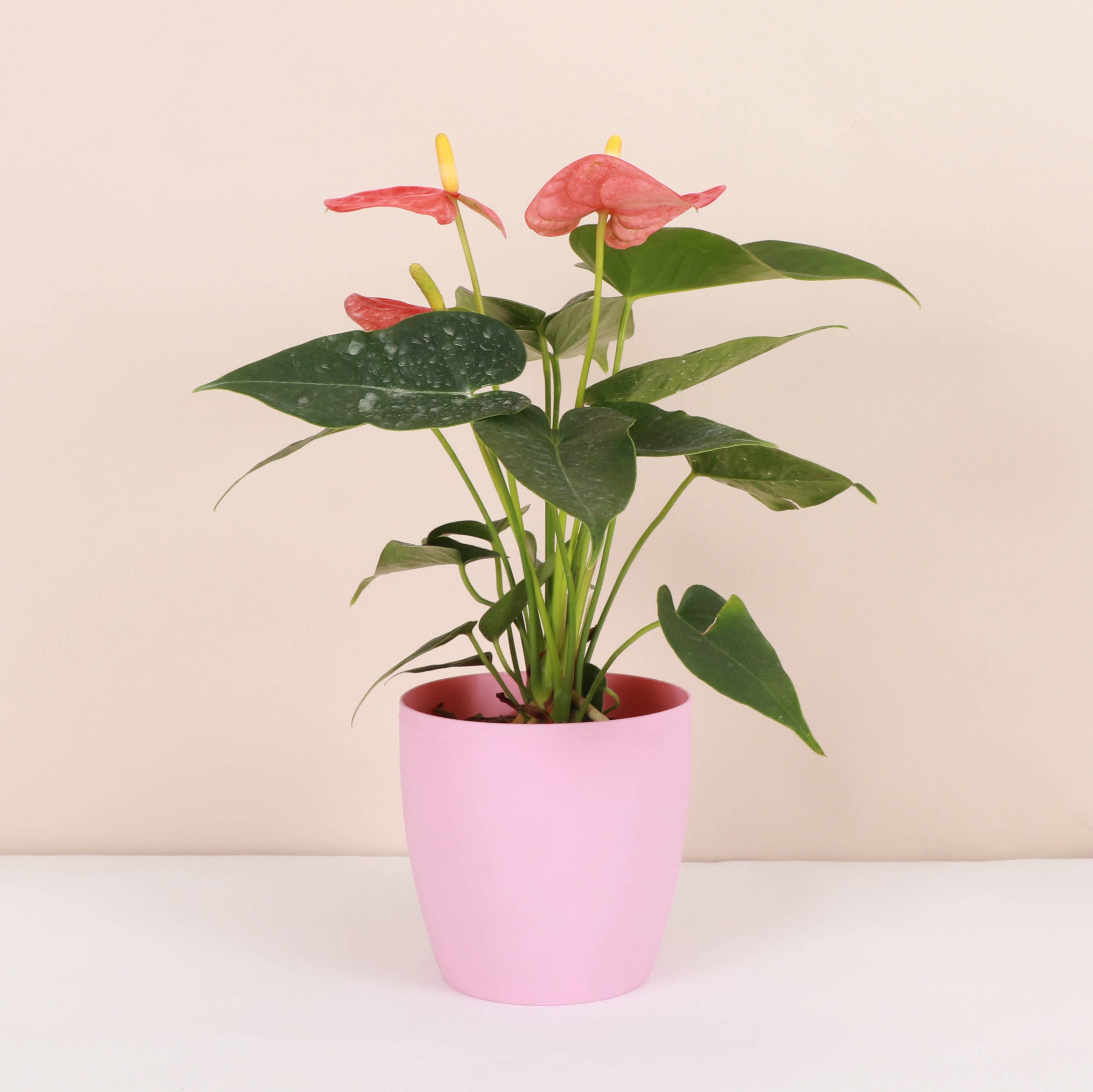 Thorsen's Greenhouse - Wholesale Plant Pot - 4" Decorative Pot Cover for Plants - Multiple Colors2