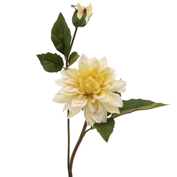 Dahlia 60 cm cream for wholesale by Floratexx