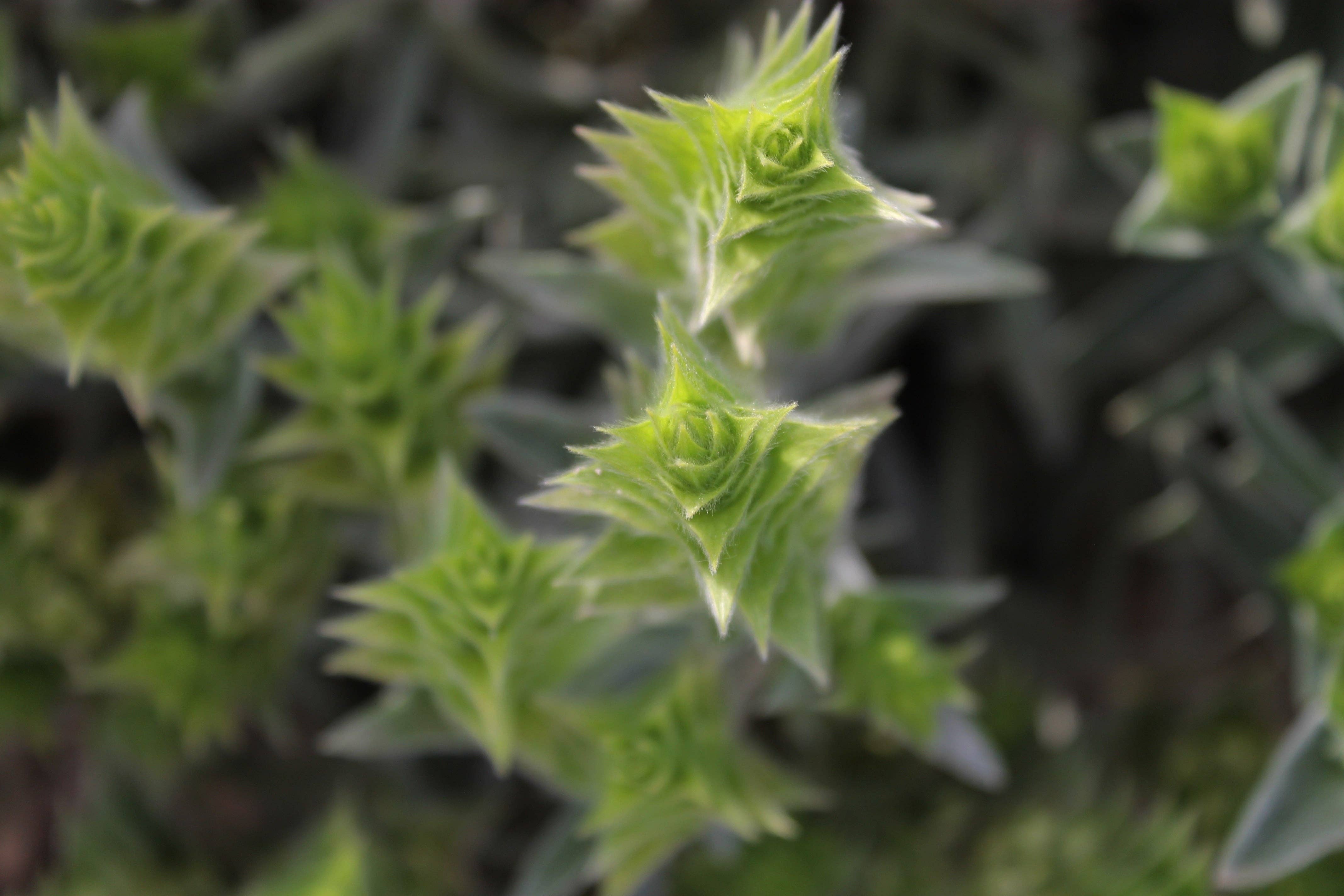 Aroma Olymp - Wholesale Health/Detox Tea - Greek organic mountain tea from Olympus7