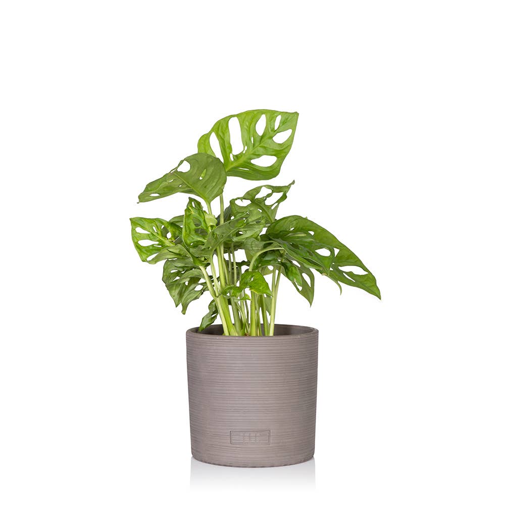 The Little Botanical – wholesale Live plant – Monstera Monkey Leaf 🐒1