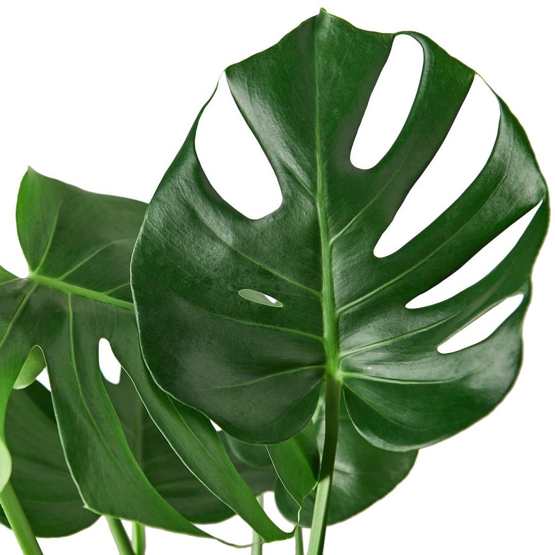 House Plant Wholesale - Wholesale Live Plant - MONSTERA DELICIOSA 4-inch1
