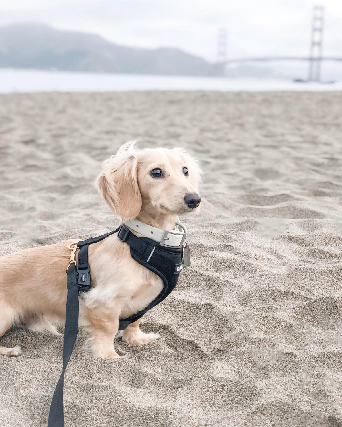 DJANGO - Wholesale Pet Harness - Dog - Adventure Dog Harness - Black4