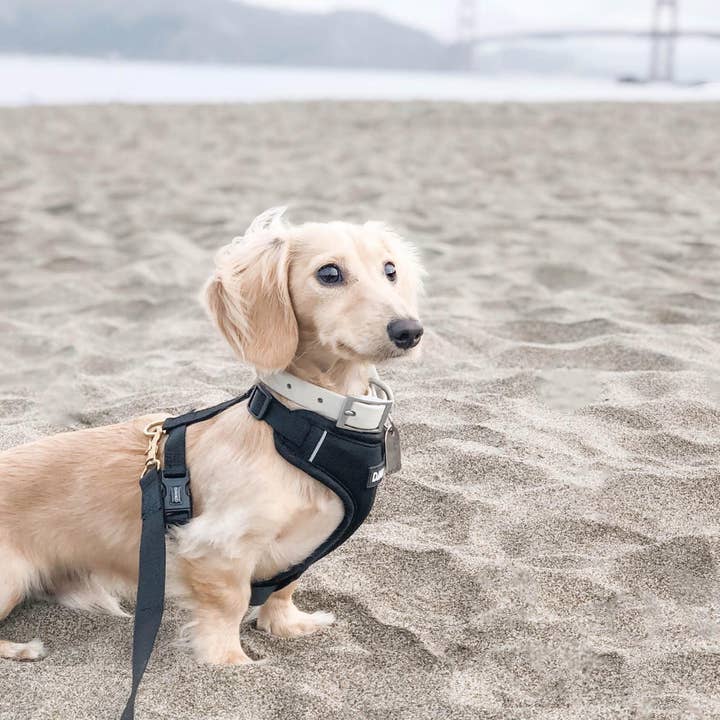 DJANGO - Wholesale Pet Harness - Dog - Adventure Dog Harness - Black4